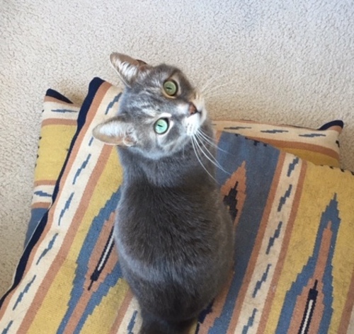 Réponse de Grisette (Correspondance entre chats)