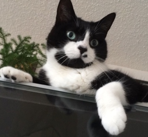 Seconde lettre de Tata à Grisette (Correspondance entre chats)