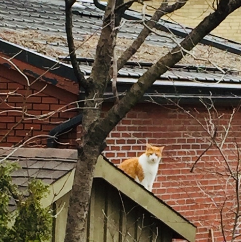 Blondin, chat des J.... à sa voisine Grisette (Correspondance entre chats)