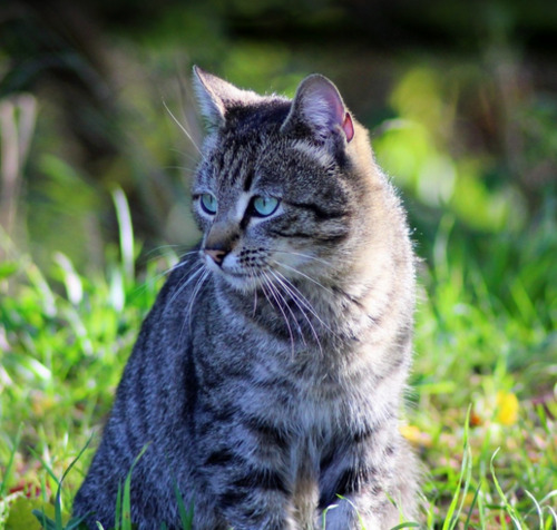 Dom Gris, chat de Mme la duchesse de Béthune… (Correspondance entre chats)
