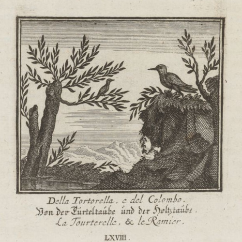 La tourterelle et le ramier. Fable